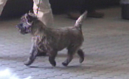 Cairn Bries Damsel Herta